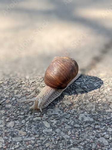 big snail on the asphalt in sunny day