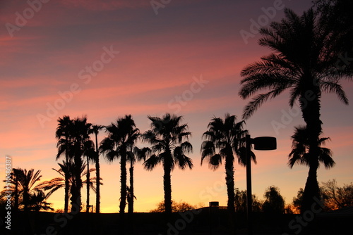 Palm trees in sunset, Lake Havazu, Arizona