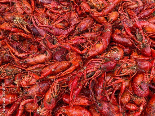 Close up of freshly boiled hot Louisiana crawfish  photo