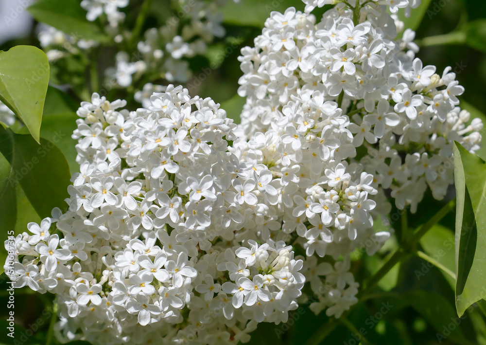 A branch of white lilac.
This shrub has become a popular favorite for the tenderness and beauty of the bush. A branch of white lilac.
This shrub has become a popular favorite for the tenderness and beauty of the bush.