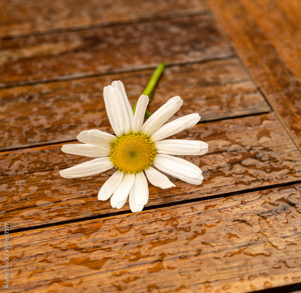 Obraz premium daisy on wooden background