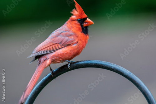 Obraz na plátně red cardinal bird