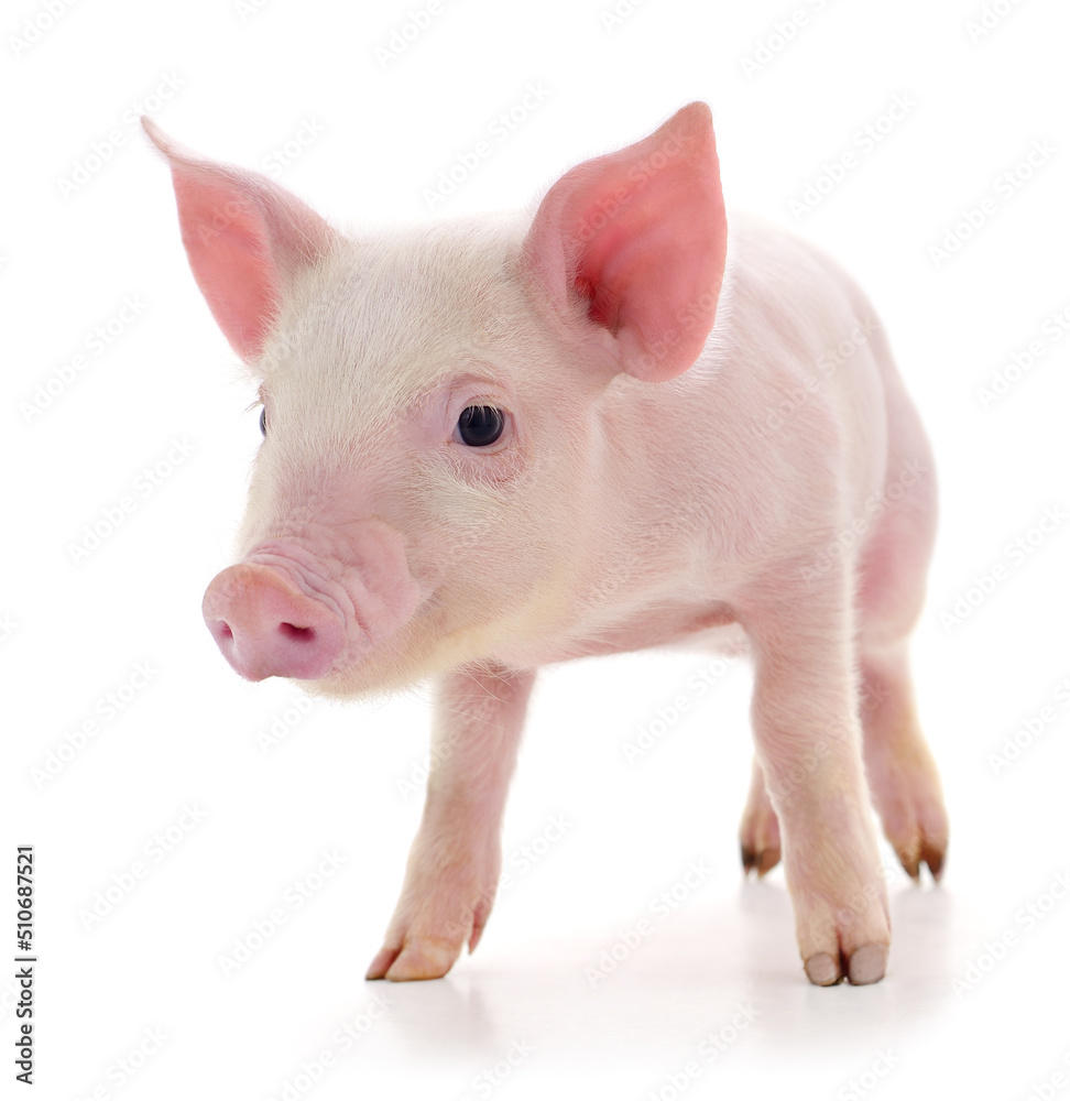Pig on white Pig on white