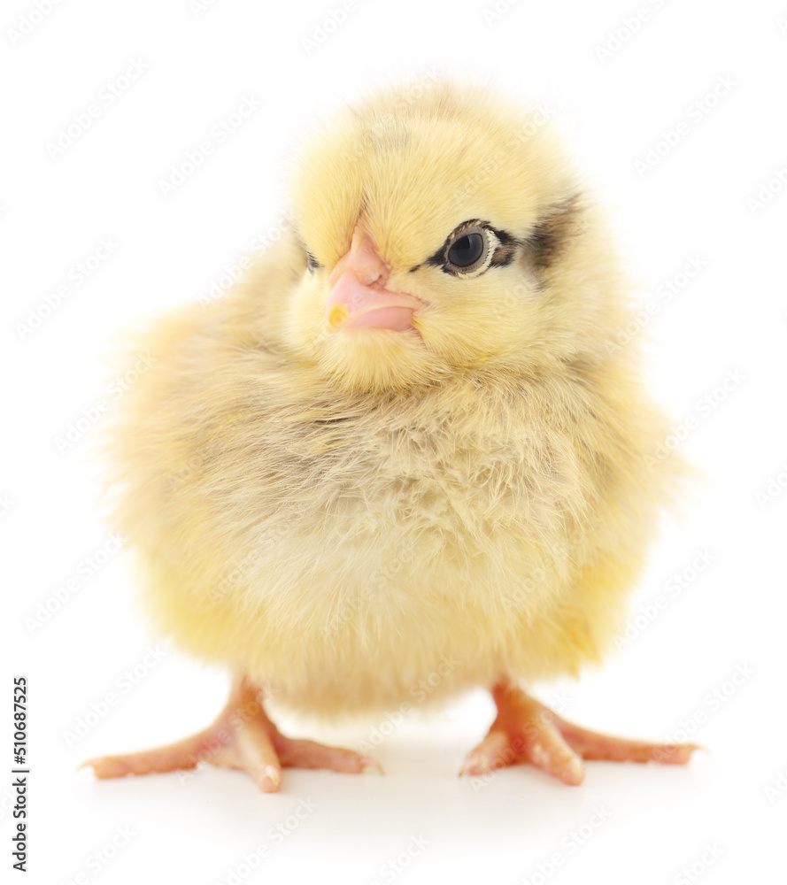 Obraz premium Small yellow chicken