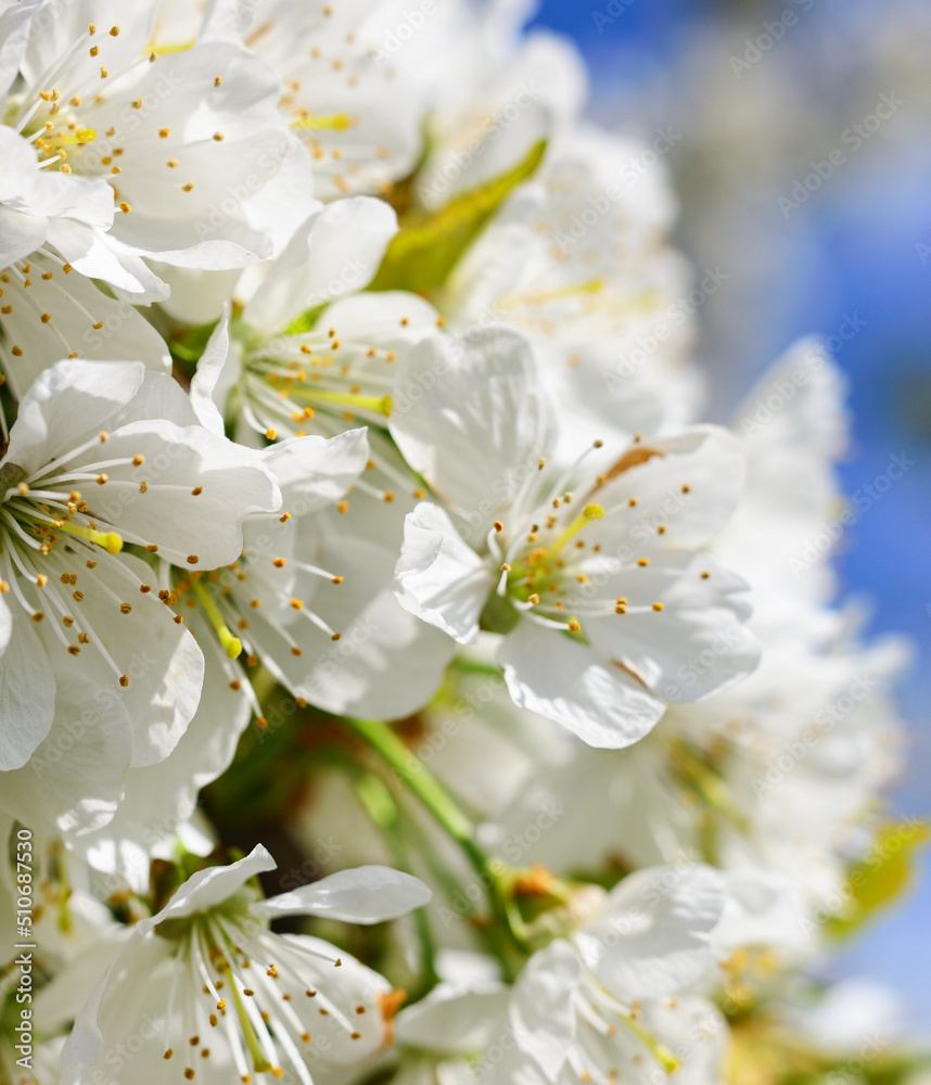 Cherry flowers in bloom. Cherry flowers in bloom.