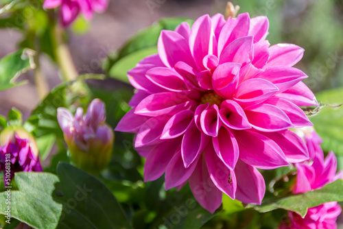 Bl  hende Dahlie in einem Garten