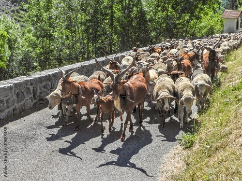 troupeau de chèvres et de moutons partant en transhumance dans les Alpes du Sud  pour passer l'été dans les alpages