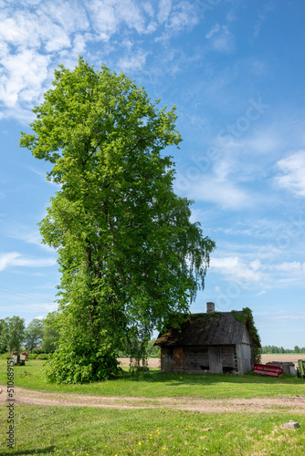 an old cottage next to a huge tree