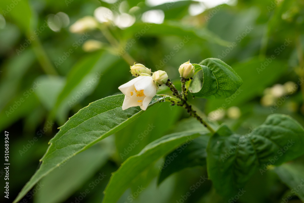 Obraz premium white flower for a green plant