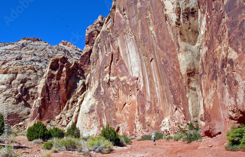 Hiker follows the base of a huge red rock wall in Utah's Capitol Reef National Park