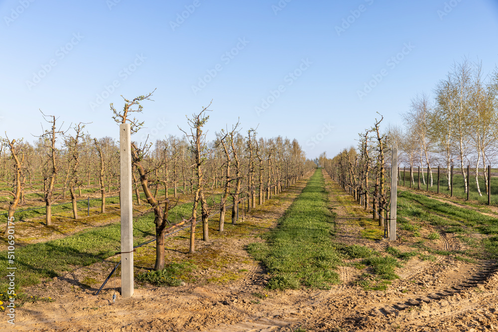 orchard with apple trees to harvest apples orchard with apple trees to harvest apples
