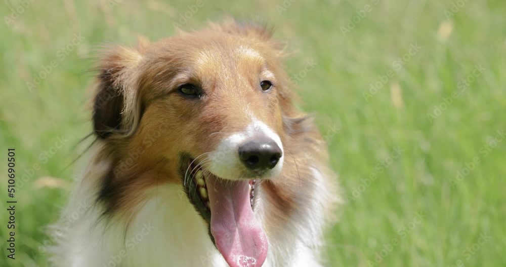 Beautiful young sheltie dog squinting eyes and yawning on a sunny day with green grass background. 4K Slow motion Footage Beautiful young sheltie dog squinting eyes and yawning on a sunny day with green grass background. 4K Slow motion Footage