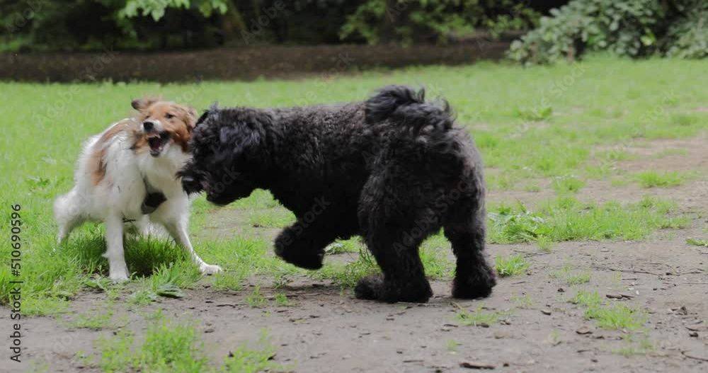 Sheltie and big poodle play fighting at the dog park showing teeth and pushing each other. 4K Slow motion dog fun footage Sheltie and big poodle play fighting at the dog park showing teeth and pushing each other. 4K Slow motion dog fun footage