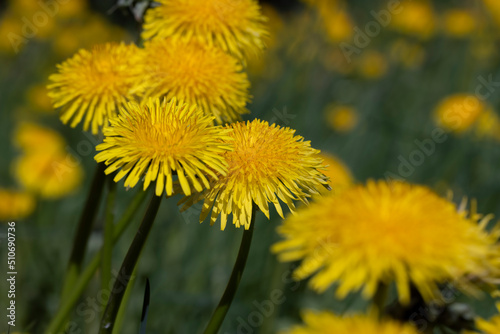 spring flowers dandelions on the field during blooming