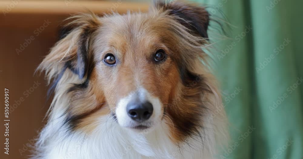 Alert Sheltie dog staring into camera and looking up with cute eyes. Slow motion Alert Sheltie dog staring into camera and looking up with cute eyes. Slow motion