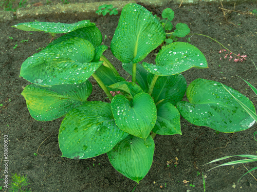 Ogród po deszczu. Duże, mięsiste liście rośliny ozdobnej funkia hosta są mokre, są pokryte są dużymi kroplami wody.