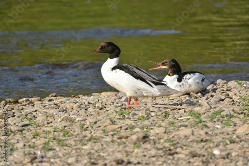 Gänsesäger