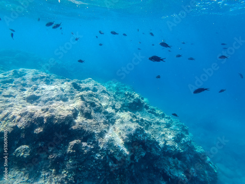 Fototapeta Naklejka Na Ścianę i Meble -  Underwater landscape with fishes and wildlife in the Adriatic Sea of Salento, Apulia Italy