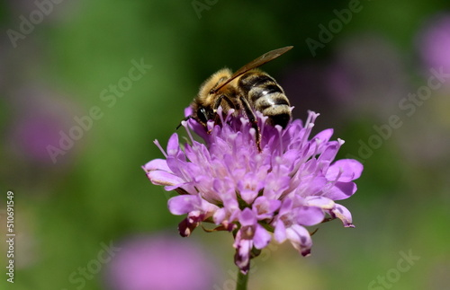 Biene auf einer Witwenblume