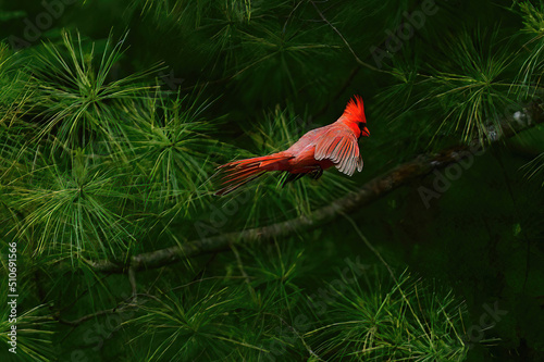 Red Cardinal in flight