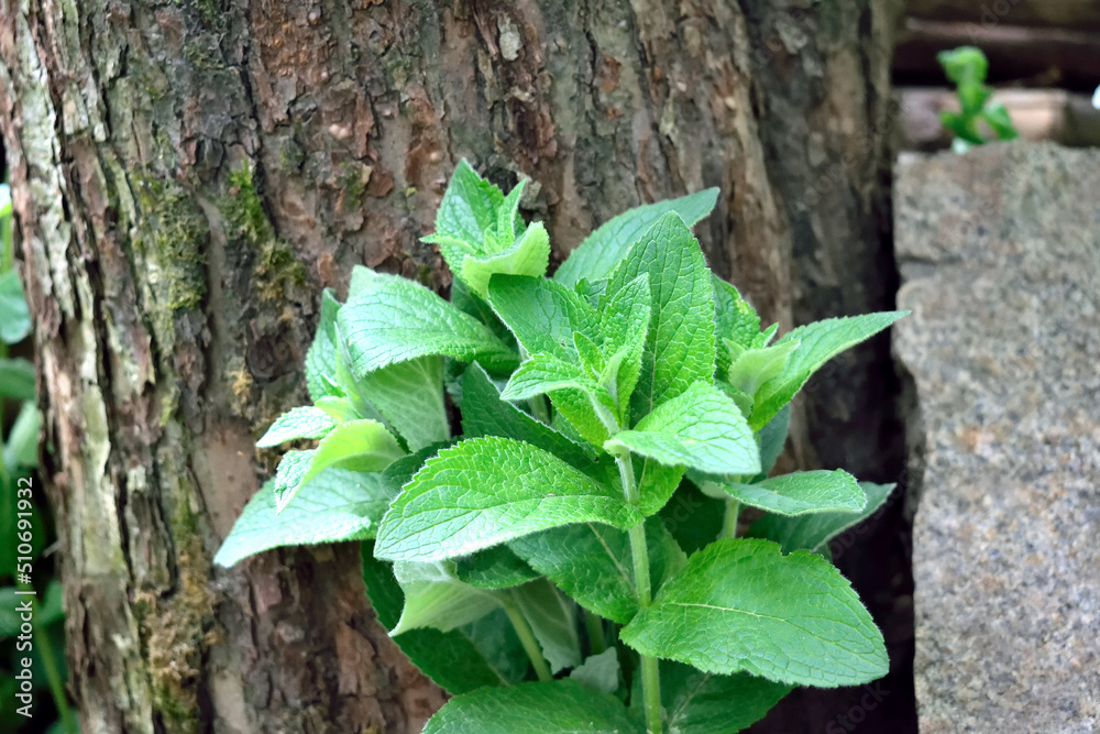 Obraz premium mint bush against the background of the trunk of an old apple tree, close-up as a texture for the background