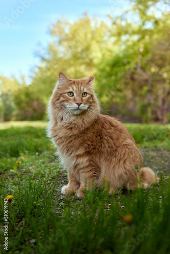 Slika na platnu Lovely thoroughbred redhead kitten