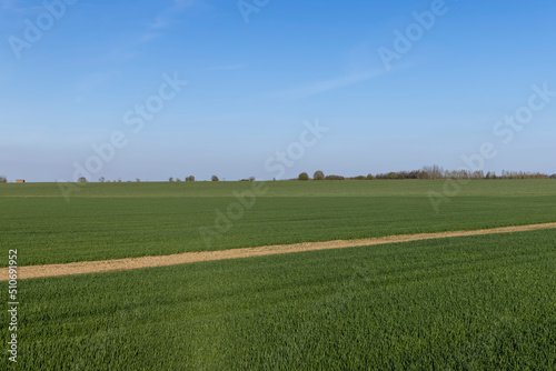 agricultural field where green unripe wheat grows