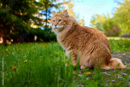 Canvas-taulu Lovely thoroughbred redhead kitten