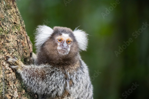Little monkey Brazilliam mico 