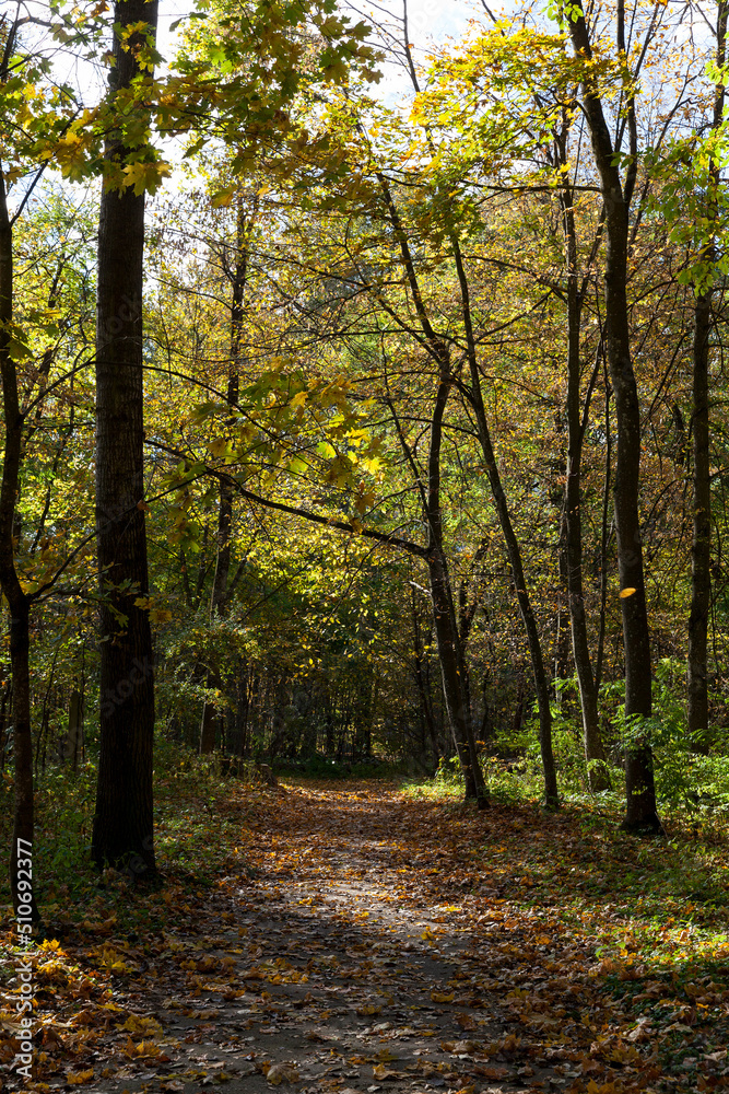 trees in the autumn season with changing foliage