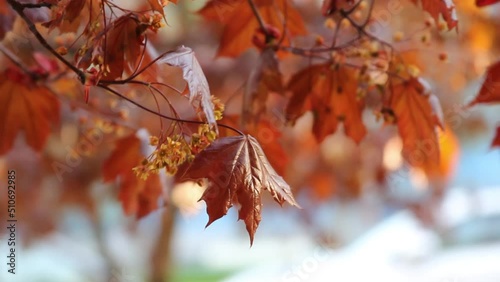 Autumn maple leaves waving in the wind