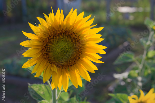 close-up sunflower head in the garden