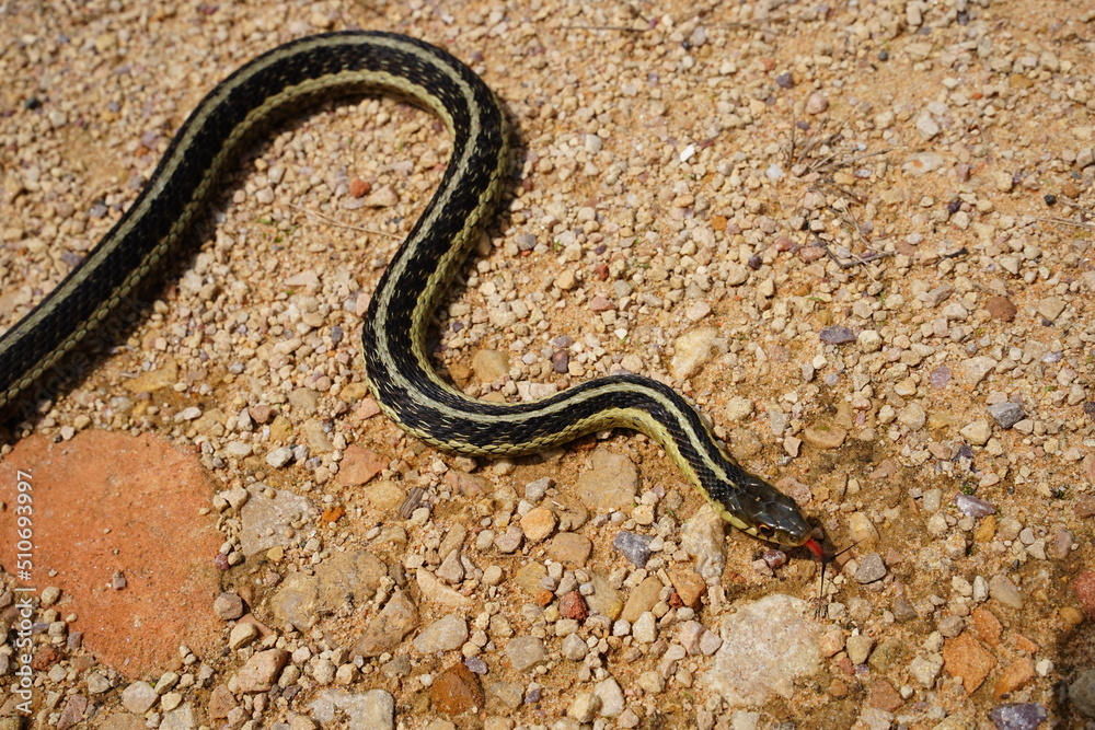 Garter Snake roaming around on the ground Garter Snake roaming around on the ground