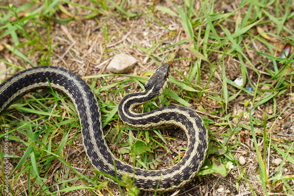 Garter Snake roaming around on the ground Garter Snake roaming around on the ground