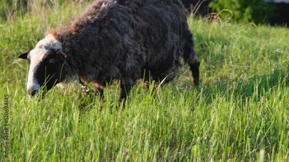 Sheep in nature at golden hour. Beautiful sheep in a green field close-up. A beautiful sheep. sheep in the countryside. Sheep in nature at golden hour. Beautiful sheep in a green field close-up. A beautiful sheep. sheep in the countryside.