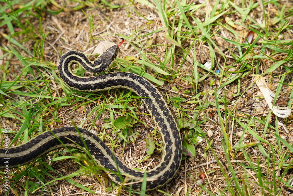 Garter Snake roaming around on the ground Garter Snake roaming around on the ground