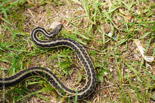 Garter Snake roaming around on the ground