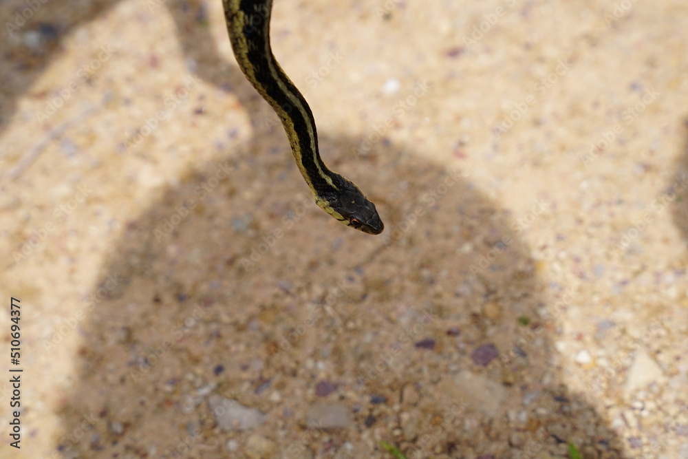 Garter Snake roaming around on the ground Garter Snake roaming around on the ground