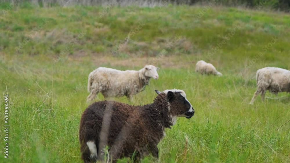 Sheeps in a colorful green field. Beautiful sheep in the field. Cute young sheep in the field close-up. Sheeps in a colorful green field. Beautiful sheep in the field. Cute young sheep in the field close-up.