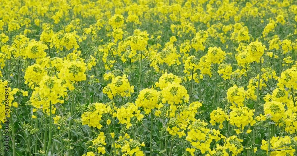 field of beautiful springtime golden flower of rapeseed is plant for green industry field of beautiful springtime golden flower of rapeseed is plant for green industry