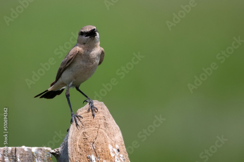 Isabelline Wheatear or Oenanthe isabellina in wild