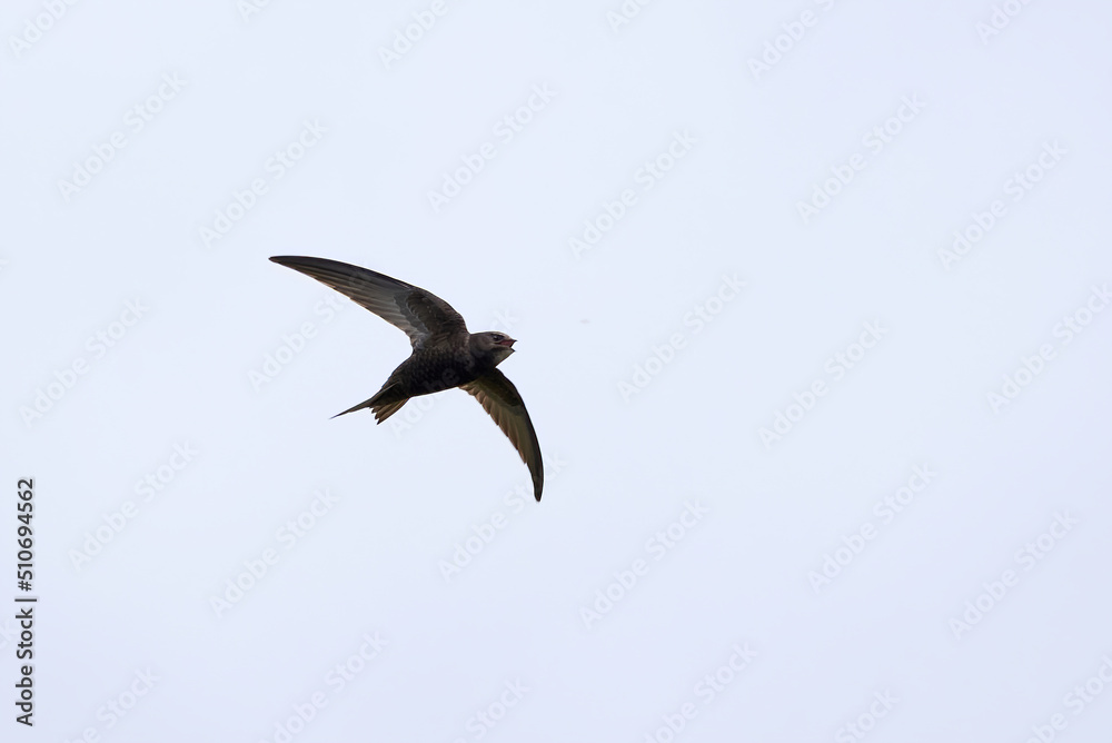 Common swift bird in flight catching insect (Apus apus) Common swift bird in flight catching insect (Apus apus)