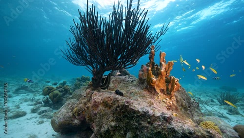 Seascape with various fish, coral, and sponge in the coral reef of the Caribbean Sea, Curacao photo