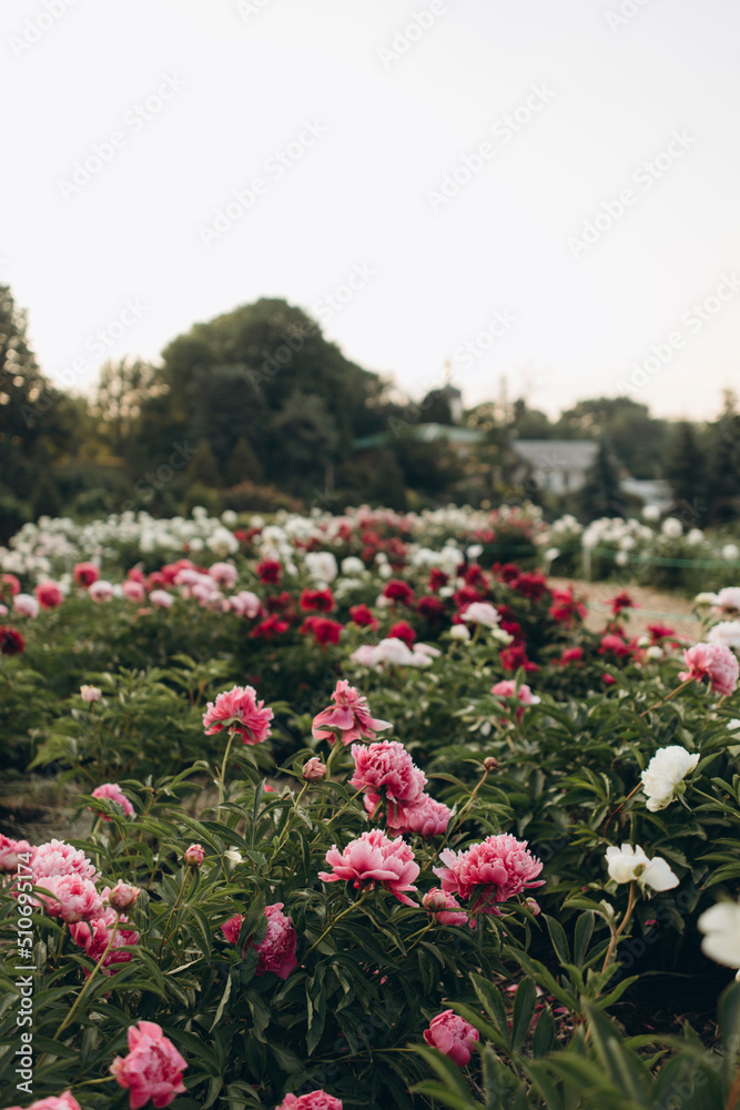 blooming peonies park. field of colorful peonies. garden of pink, red and white peonies. bushes with roses blooming peonies park. field of colorful peonies. garden of pink, red and white peonies. bushes with roses