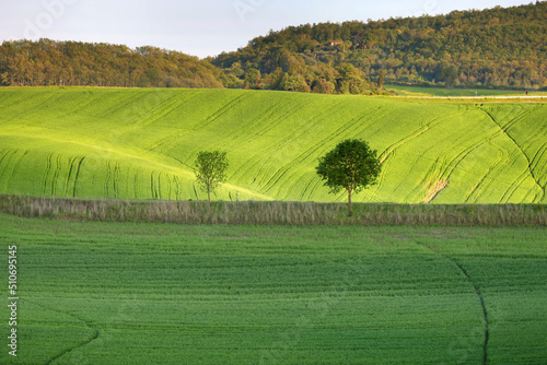 Summer rural landscape of rolling hills in Tuscany, Italy, Europe