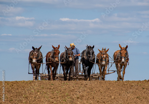 Amish Farmer Breaking Ground Up after Plowing