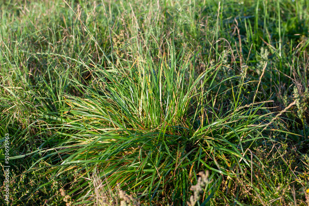 part of the field where green grass grows part of the field where green grass grows