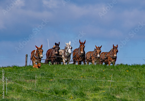 Lancaster Amishman cutting spring hay with farm dog trotting in front 