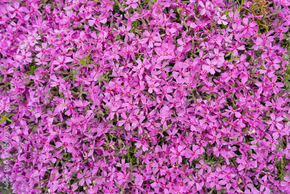 Many beautiful pink phlox. Flowering mountain moss.