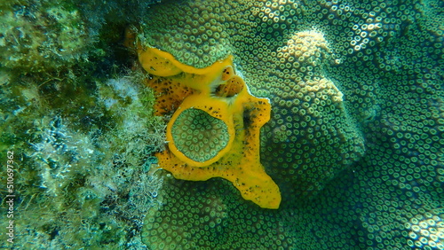 Orange undercoat sponge or orange icing sponge (Mycale laevis) undersea, Caribbean Sea, Cuba, Playa Cueva de los peces photo
